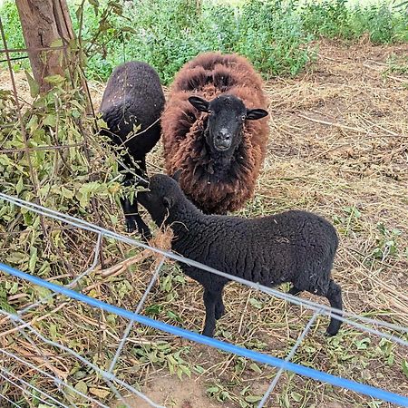 Willa La Bougie Perlee 1 Saint-Crépin-et-Carlucet Zewnętrze zdjęcie